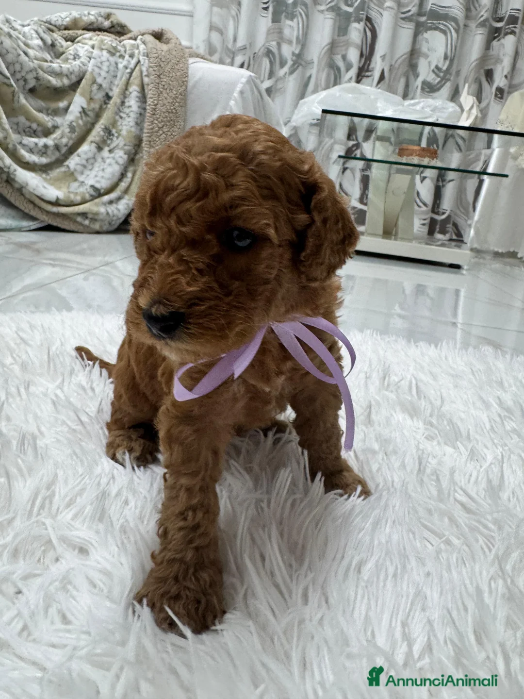 Meticcio cani in vendita: Barboncini red - Annuncio 5