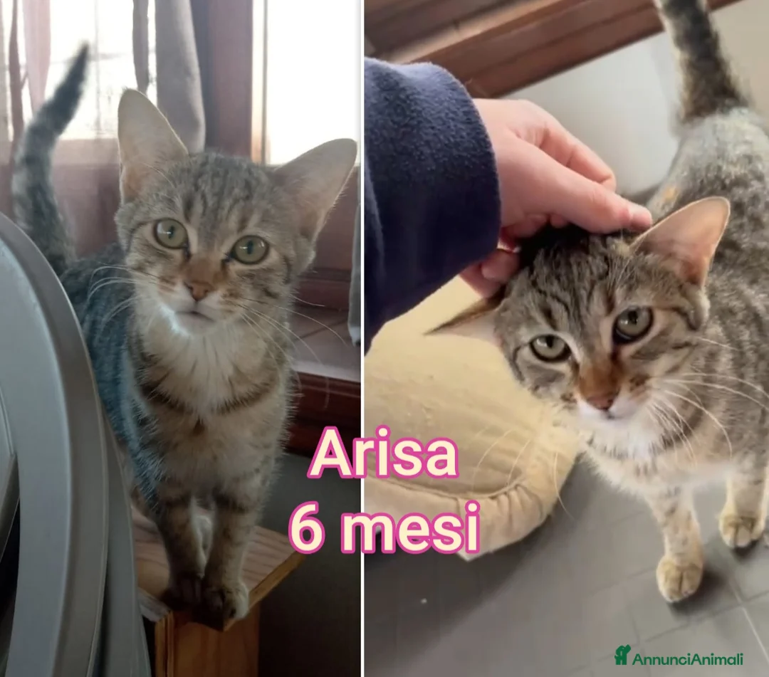 Altre razze gatti in regalo: GATTINI ADORABILI IN CERCA DI CASA  - Annuncio 6