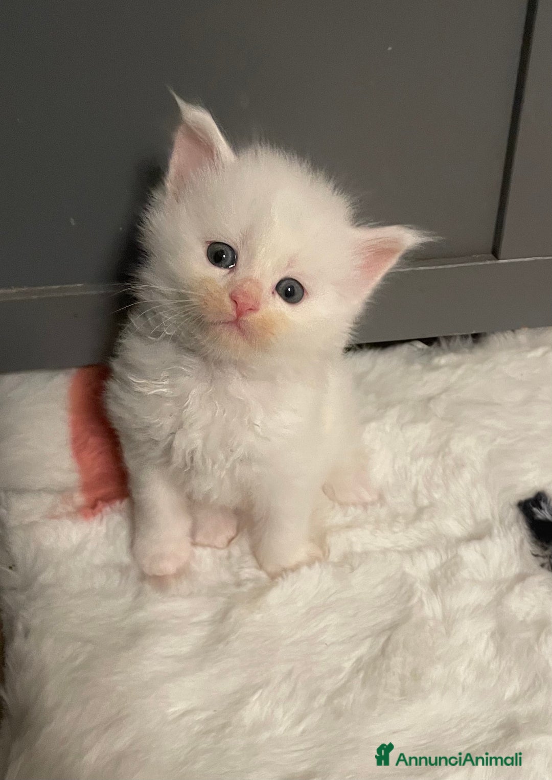 Maine Coon gatti in vendita: Maine Coon  - Annuncio 2