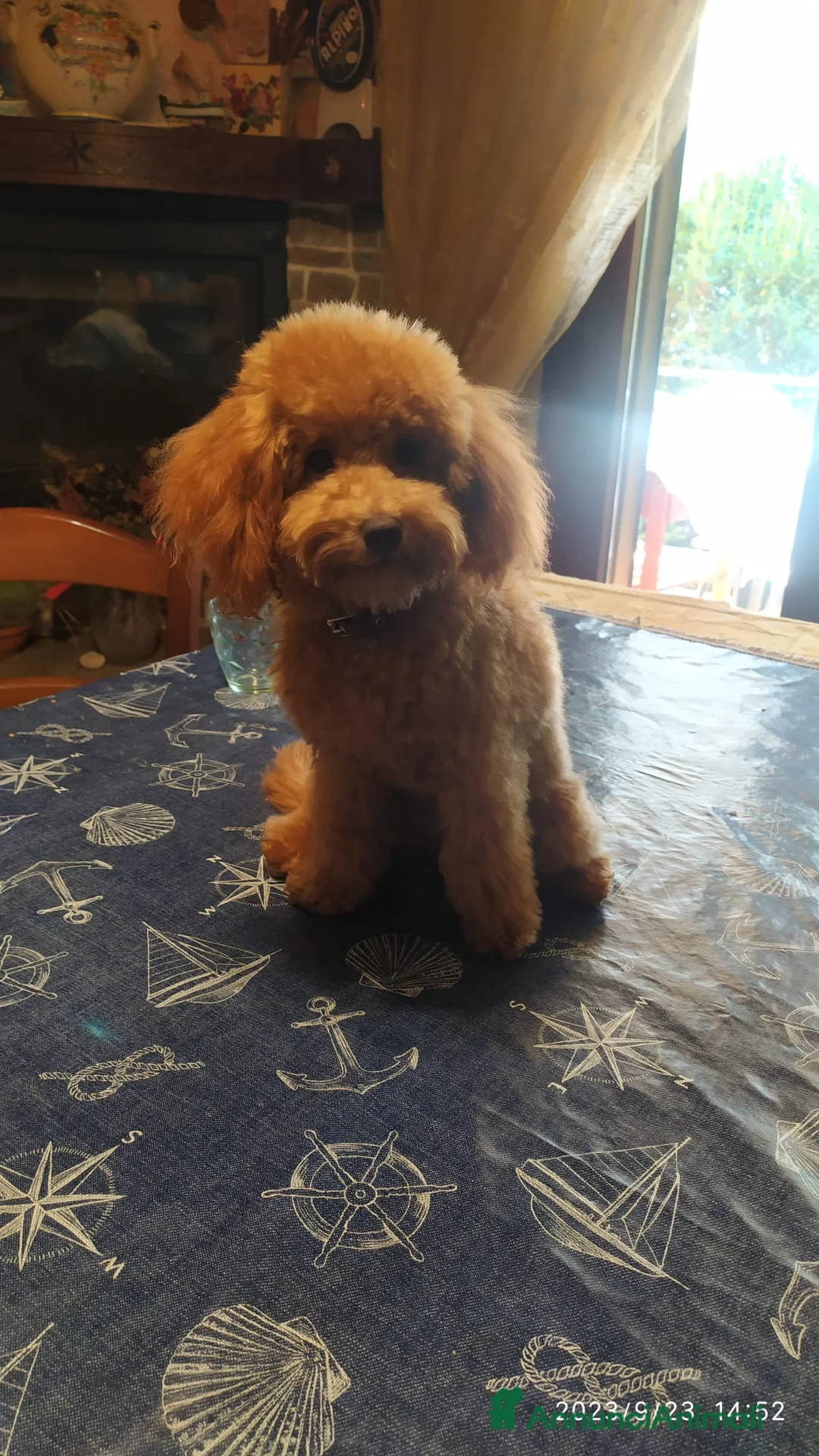 Barboncino Toy cani in vendita: Barboncini Toy a Provincia di Lucca - Annuncio 1