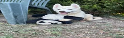 Husky cani in vendita: Cuccioli di Siberian husky con pedigree  - Annuncio 4