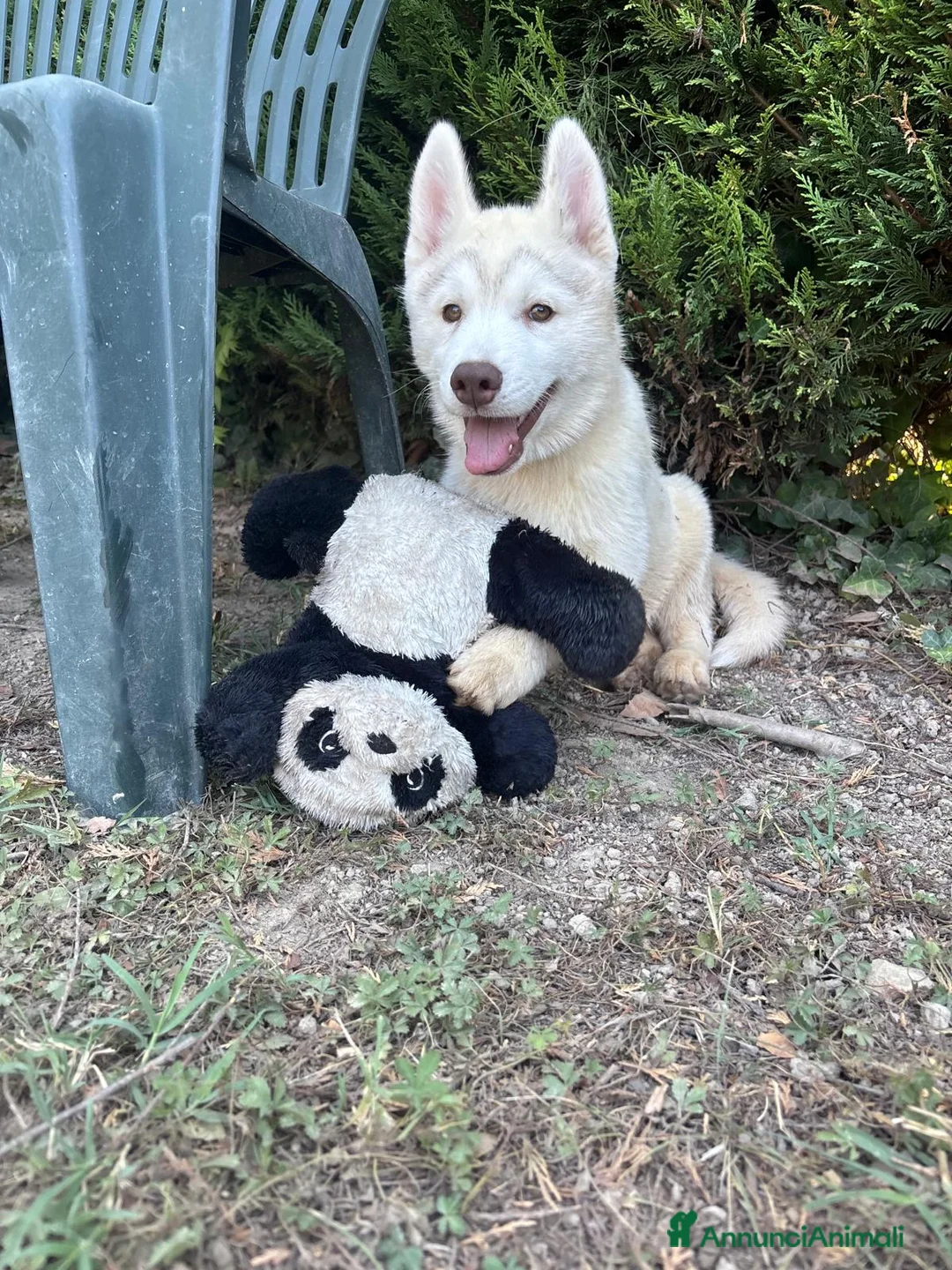 Husky cani in vendita: Cuccioli di Siberian husky con pedigree  - Annuncio 4