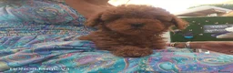 Barboncino cani in vendita: Babroncini - Annuncio 1