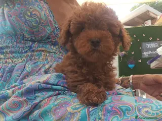 Barboncino cani Babroncini - Annuncio 1