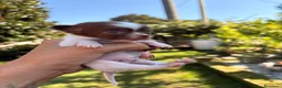 Chihuahua cani in vendita: Chihuahua  - Annuncio 21