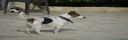 Jack Russell cani in vendita: Cuccioli jack russel  - Annuncio 9
