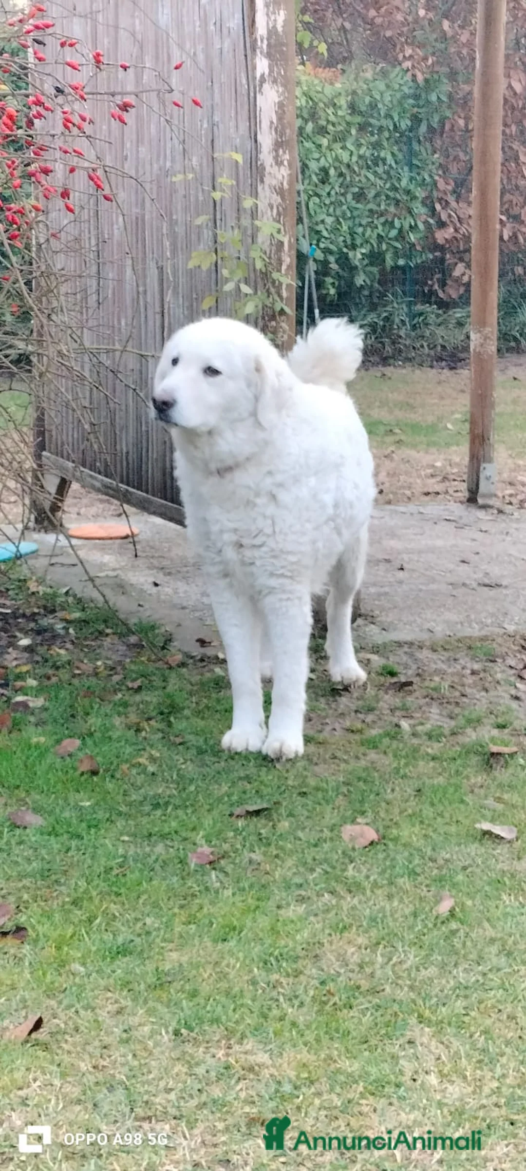 Meticcio cani in regalo: MILÙ  - Annuncio 1