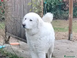 Meticcio cani MILÙ - Annuncio 10