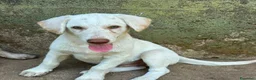 Meticcio cani in regalo: Lumi cerca casa 🏠 - Annuncio 1