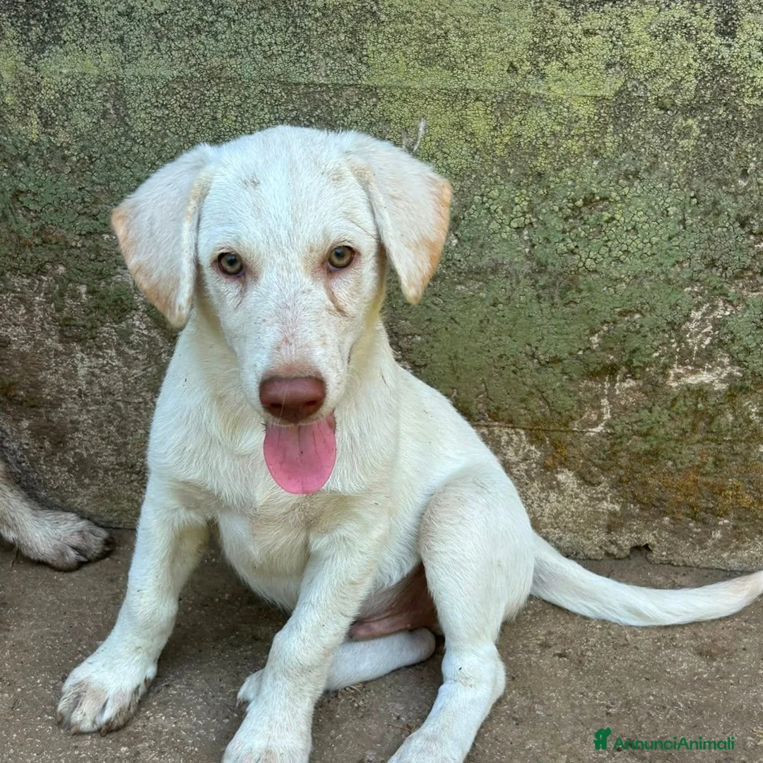 Meticcio cani in regalo: Lumi cerca casa 🏠 - Annuncio 1