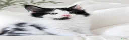 Maine Coon gatti in vendita: Splendidi cuccioli arlecchini - Annuncio 4