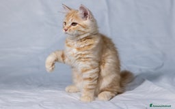 Siberiano gatti in vendita: Cucciolo gatto siberiano subito disponibile a Città Metropolitana di Torino - Immagine 2