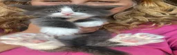Norvegese gatti in vendita: Gattino cucciolo di gatto norvegese delle foreste a Provincia di Parma - Annuncio 5