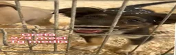 Meticcio cani in regalo: CUCCIOLI, URGENTE: TEMPO SCADUTO  a Provincia di Arezzo - Annuncio 9