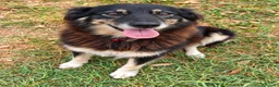 Meticcio cani in regalo: Nadia, simil lupetta/pastorina!  - Annuncio 3