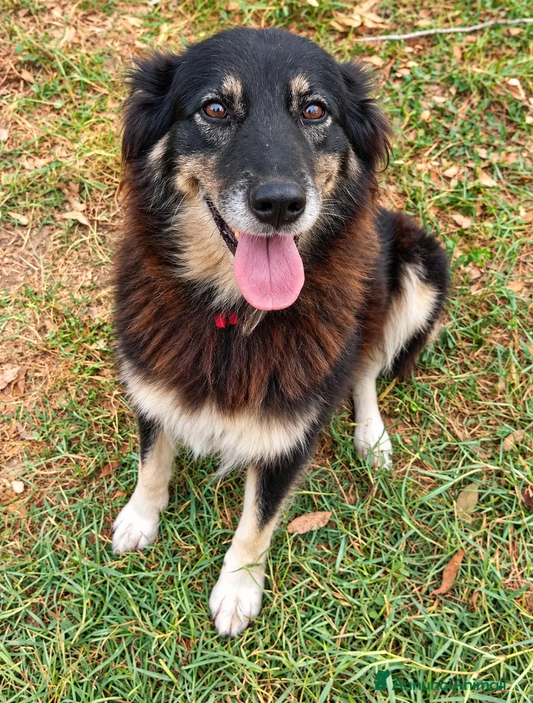 Meticcio cani in regalo: Nadia, simil lupetta/pastorina!  - Annuncio 3