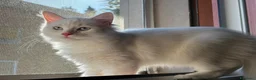 Siberiano gatti in vendita: Gattini Siberiani disponibili da agosto - Annuncio 4