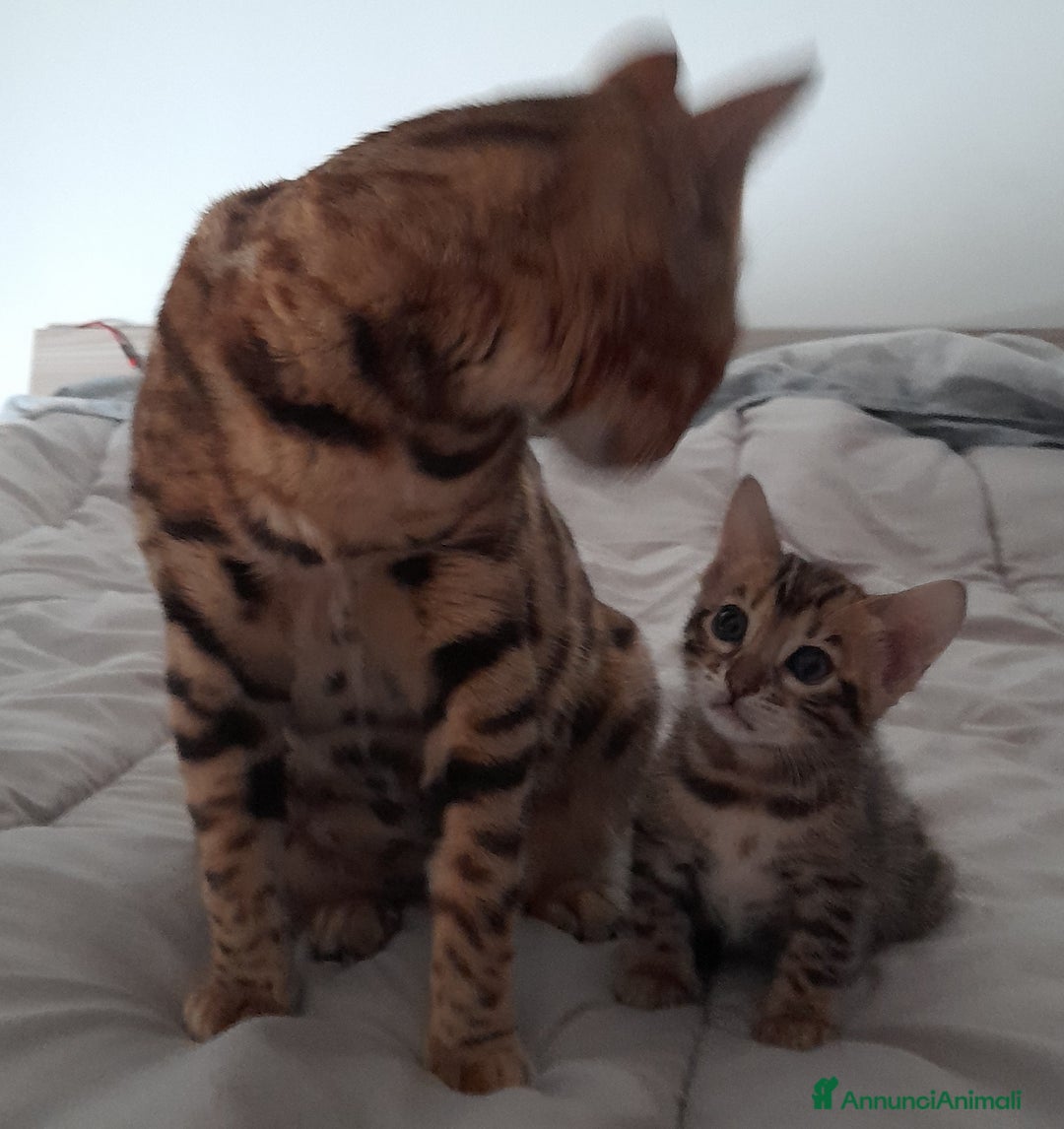 Bengala gatti in vendita: Gattino Bengala  - Annuncio 1