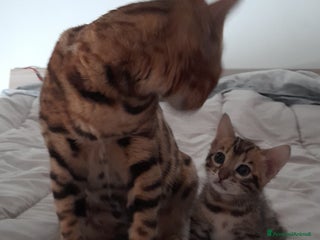 Bengala gatti Gattino Bengala - Annuncio 2