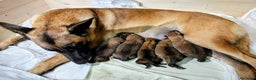 Pastore Belga cani in vendita: Cuccioli pastore belga Malinois  - Annuncio 3