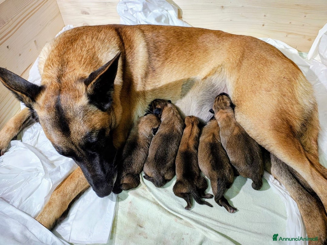 Pastore Belga cani in vendita: Cuccioli pastore belga Malinois  - Annuncio 3