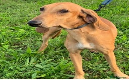 Segugio cani in regalo: Segugio Italiano 18mesi presto in canile.ROVIGO - Immagine 2