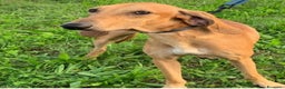 Segugio cani in regalo: Segugio Italiano 18mesi presto in canile.ROVIGO - Annuncio 2