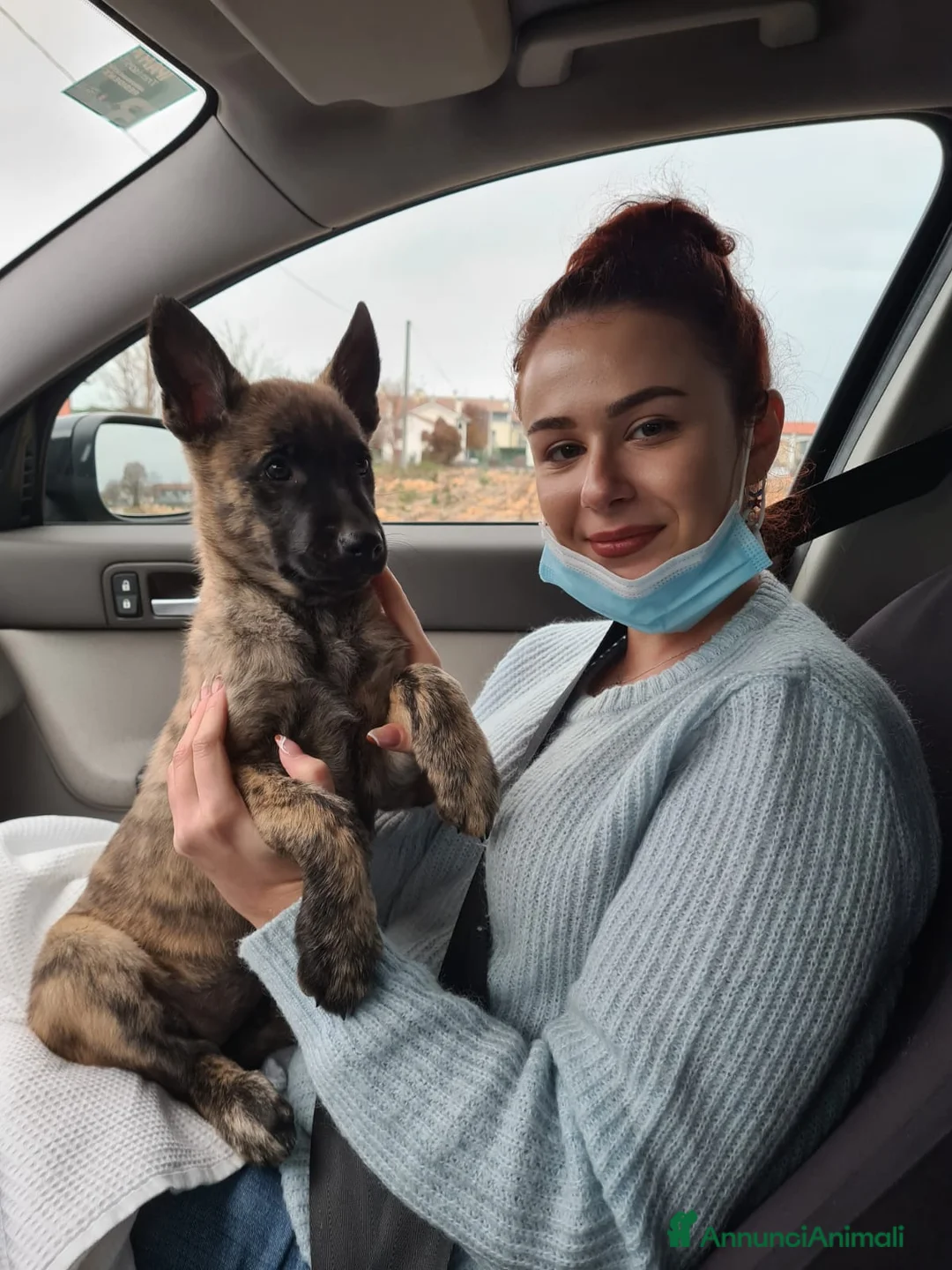 Pastore Olandese cani in regalo: REGALO PASTORE OLANDESE FEMMINA 5 ANNI TREVISO a Provincia di Treviso - Annuncio 4