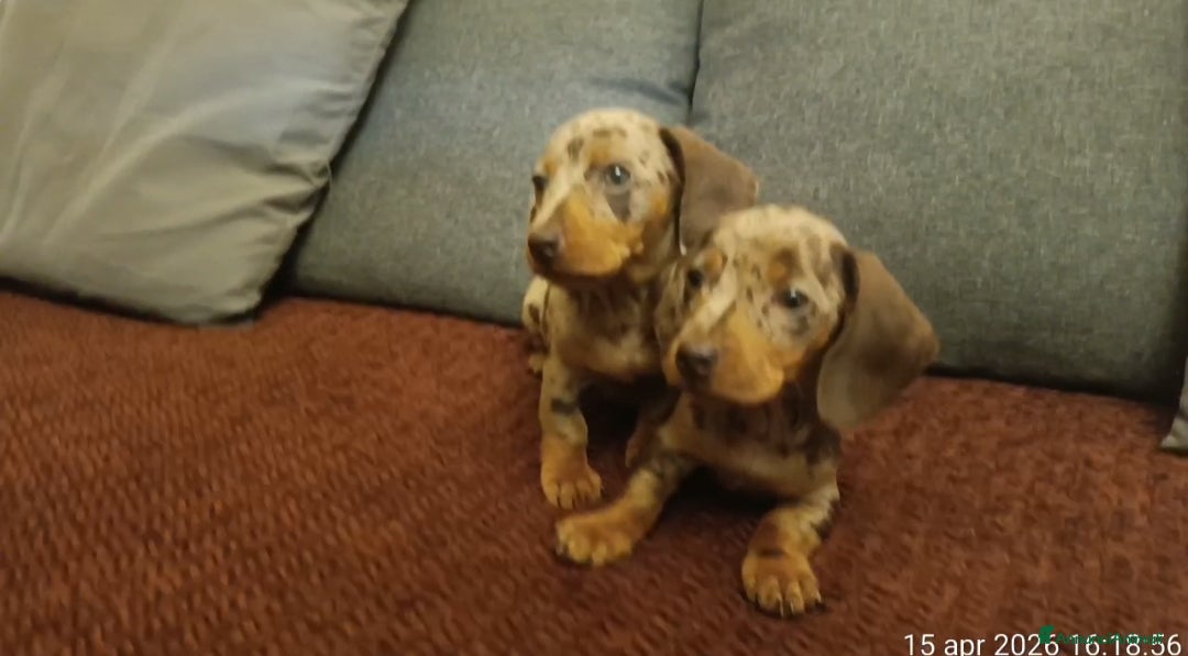 Bassotto cani Bassotte arlecchino - Annuncio 2