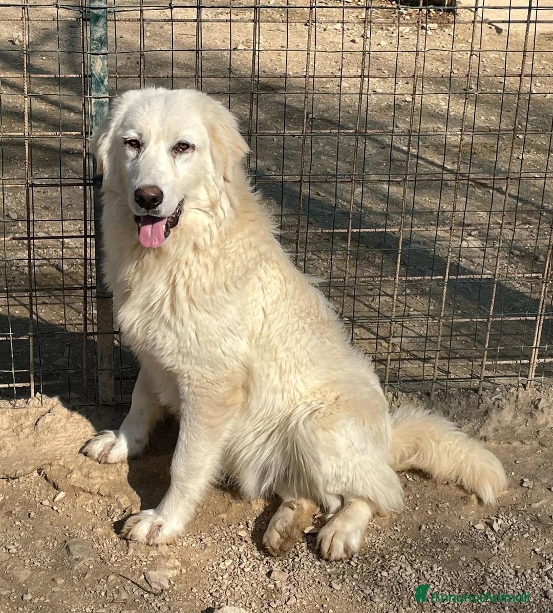 Meticcio cani in regalo: APRIAMO QUEL BOX : IL TENERO LUCKY a Città metropolitana di Roma Capitale - Annuncio 8
