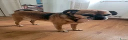 Meticcio cani in regalo: Bruno - Annuncio 3