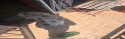 Meticcio cani in regalo: Gigi cinque mesi meticcio taglia media  - Annuncio 2