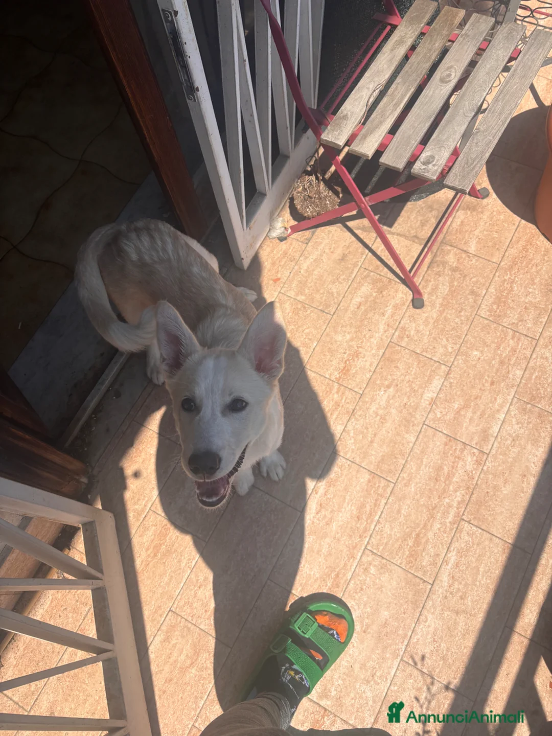 Meticcio cani in regalo: Gigi cinque mesi meticcio taglia media  - Annuncio 2
