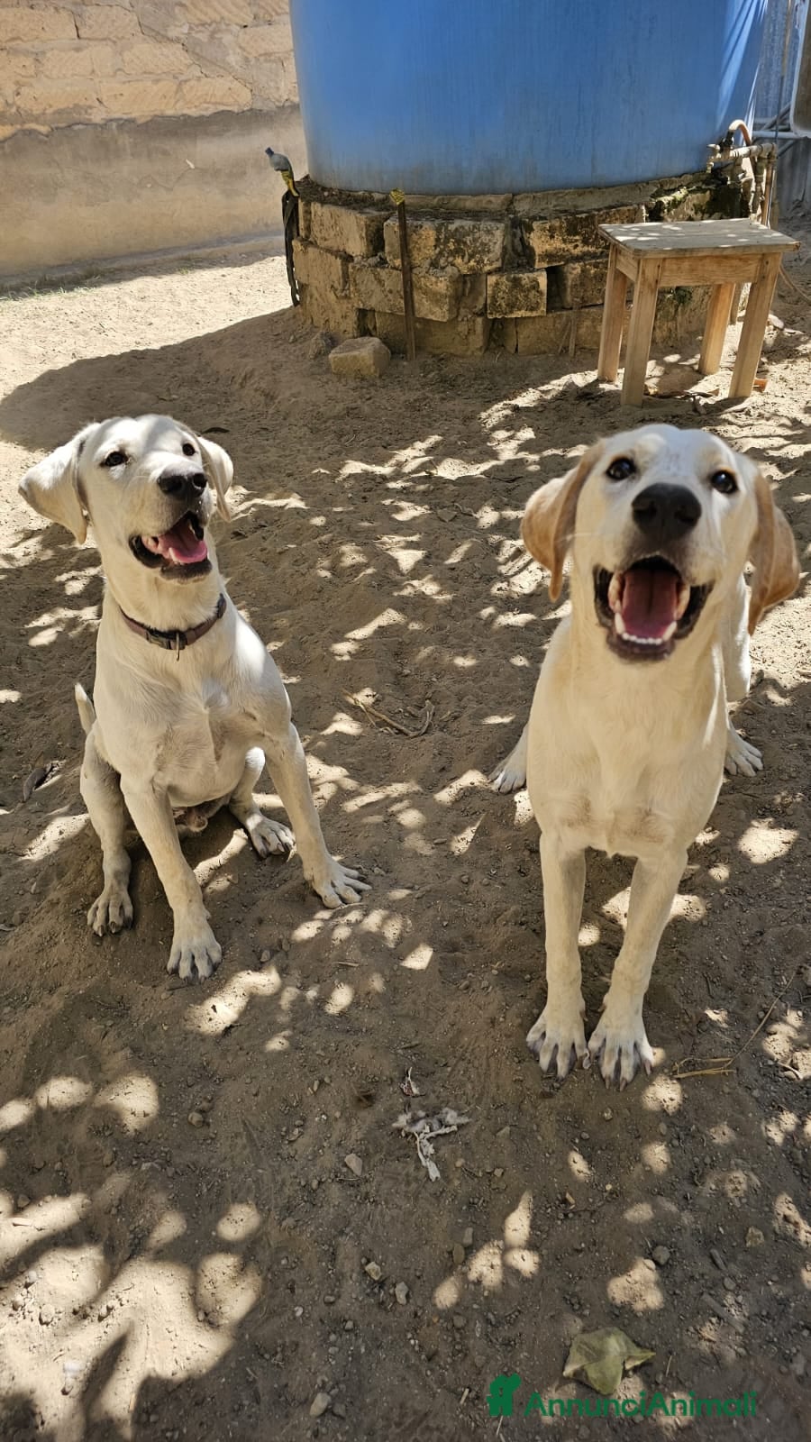 Meticcio cani Fratello/sorella 7mesi URGENTE STALLO!!SICILIA SOA - Annuncio 30