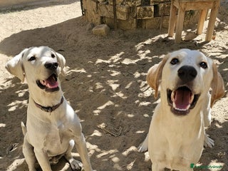 Meticcio cani Fratello/sorella 7mesi URGENTE STALLO!!SICILIA SOA - Annuncio 12