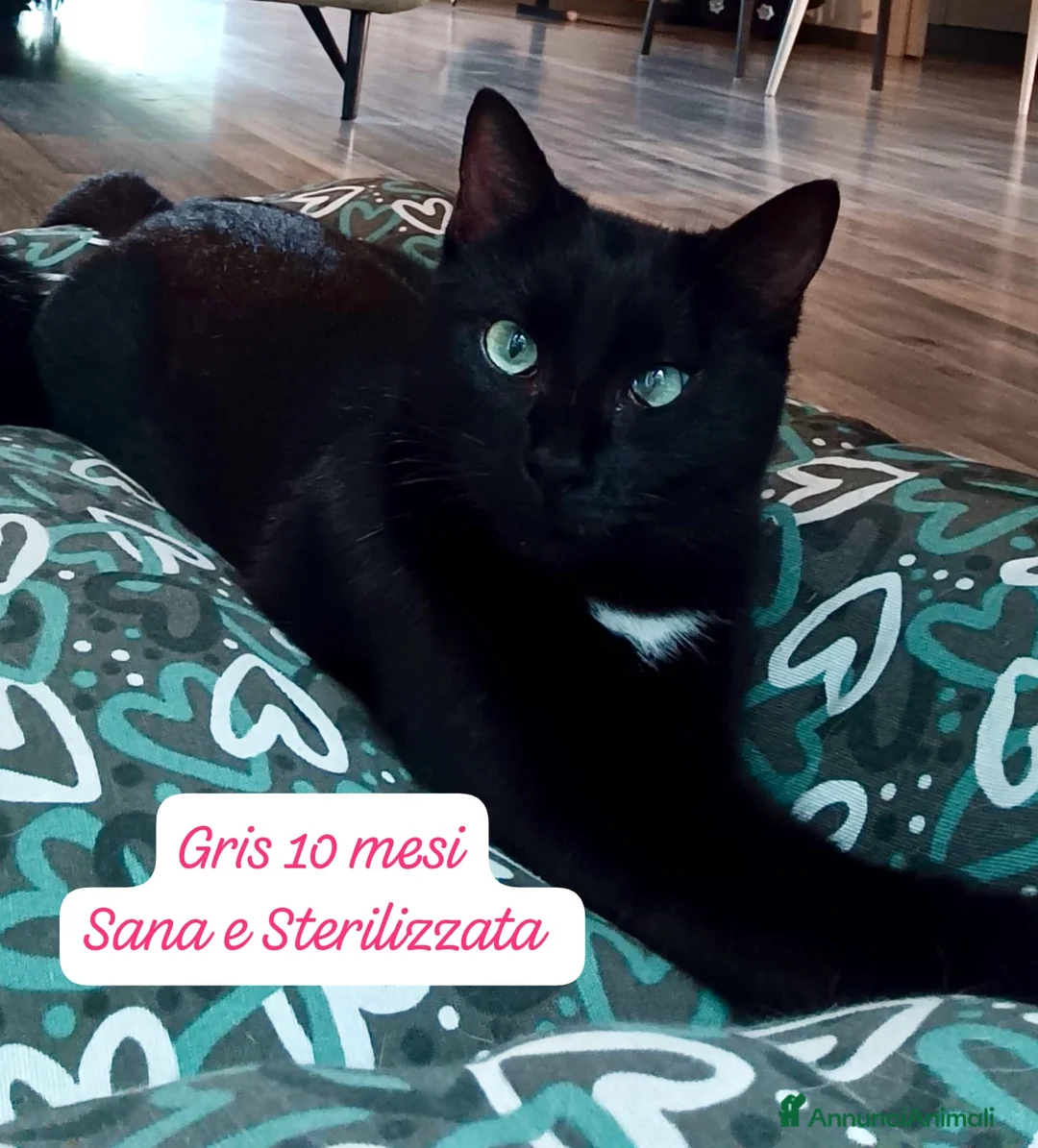 Altre razze gatti in regalo: Famiglie cercasi urgentemente x questi gattini  - Annuncio 3