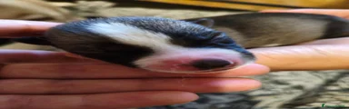 Husky maschio agouti