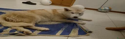Husky cani in vendita: Siberian husky  - Annuncio 23