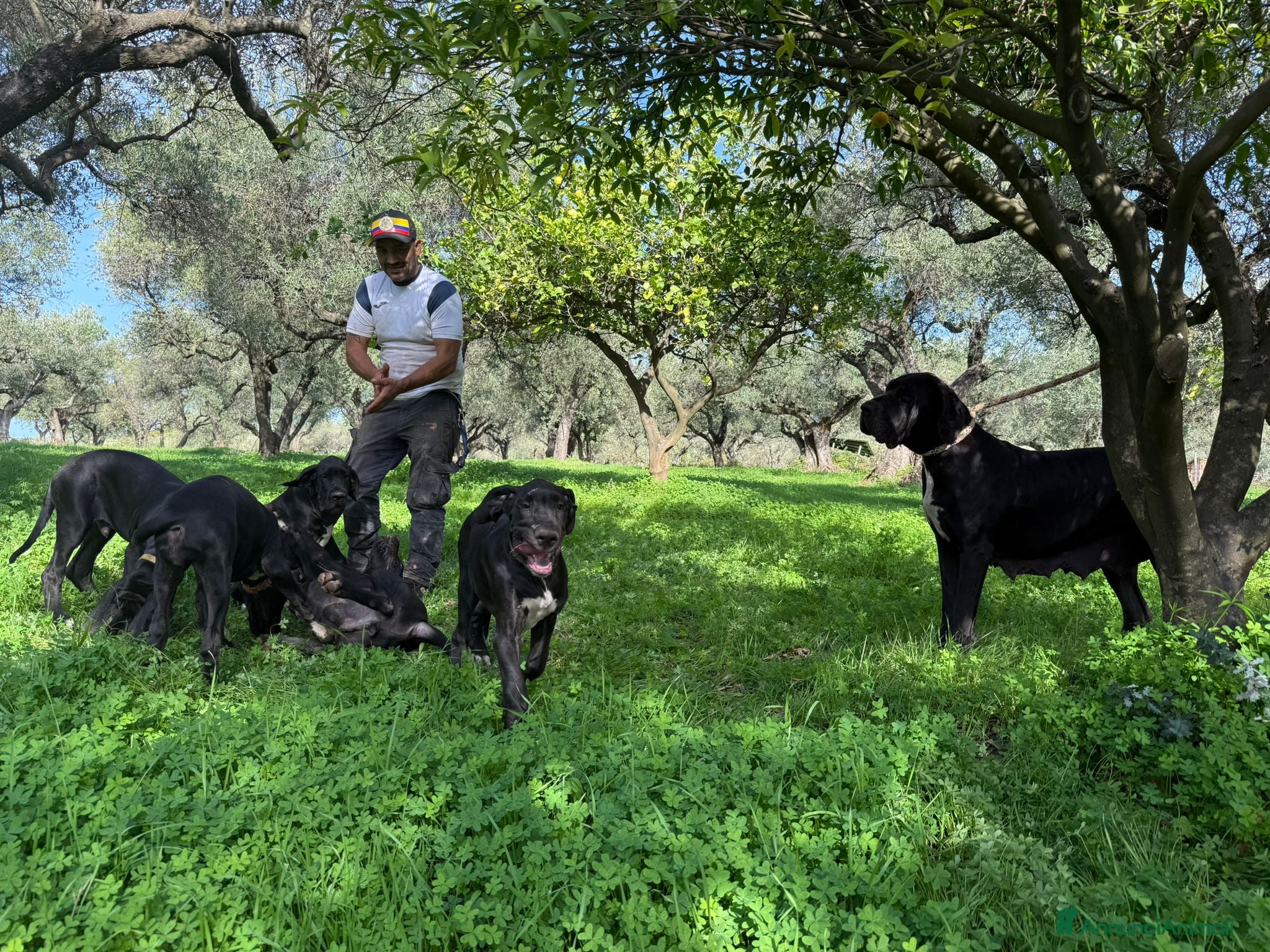 Alano cani Cuccioli di Alano nero, ad alta geneaologia - Annuncio 14