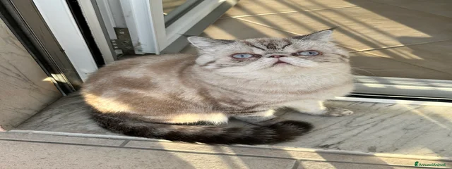 Birba 