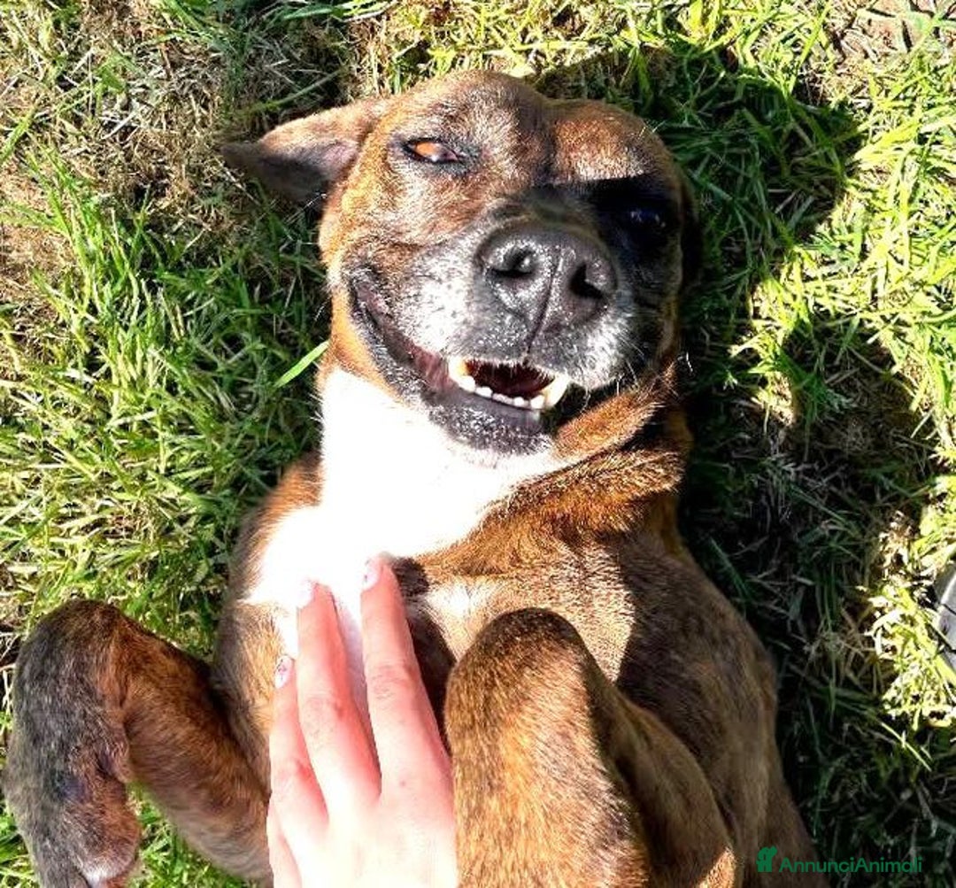 Meticcio cani in regalo: Piccola e dolcissima Tellina - Annuncio 7