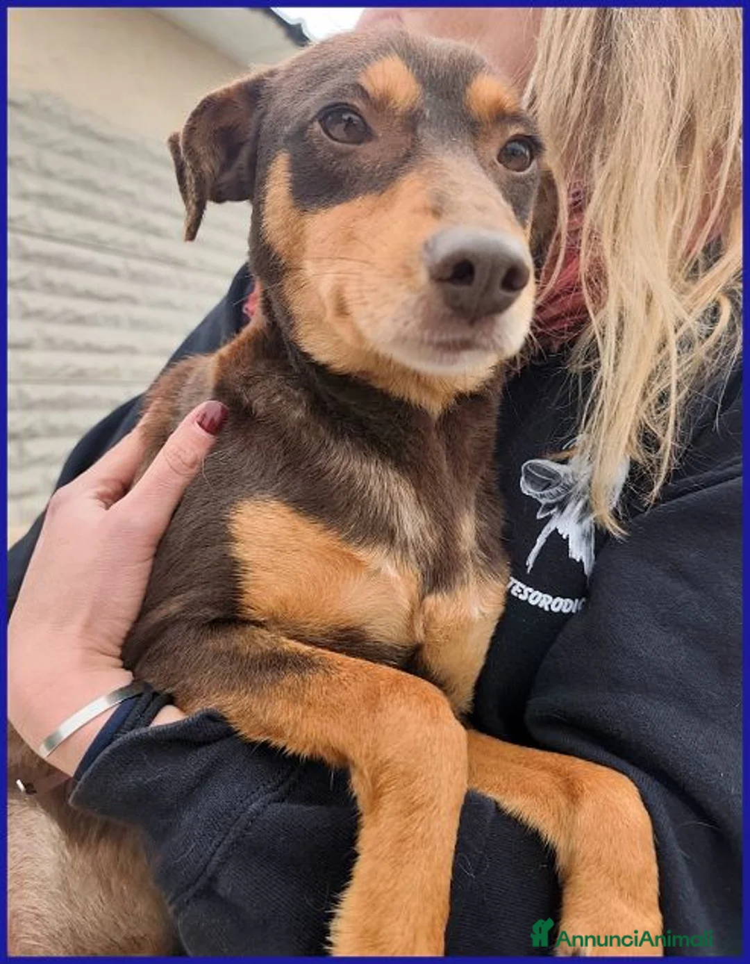 Meticcio cani in regalo: MOU dolcissima tg mediopicc. - Annuncio 2