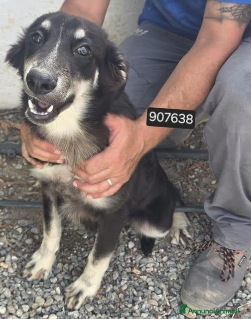Meticcio cani Zelda - Annuncio 26