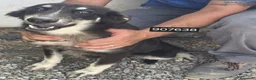 Meticcio cani in regalo: Zelda - Annuncio 1