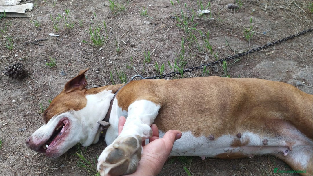 American Staffordshire cani in regalo: Amstaff adulta SOLA IN ROULOTTE!SOS CASA ORISTANO  - Annuncio 4