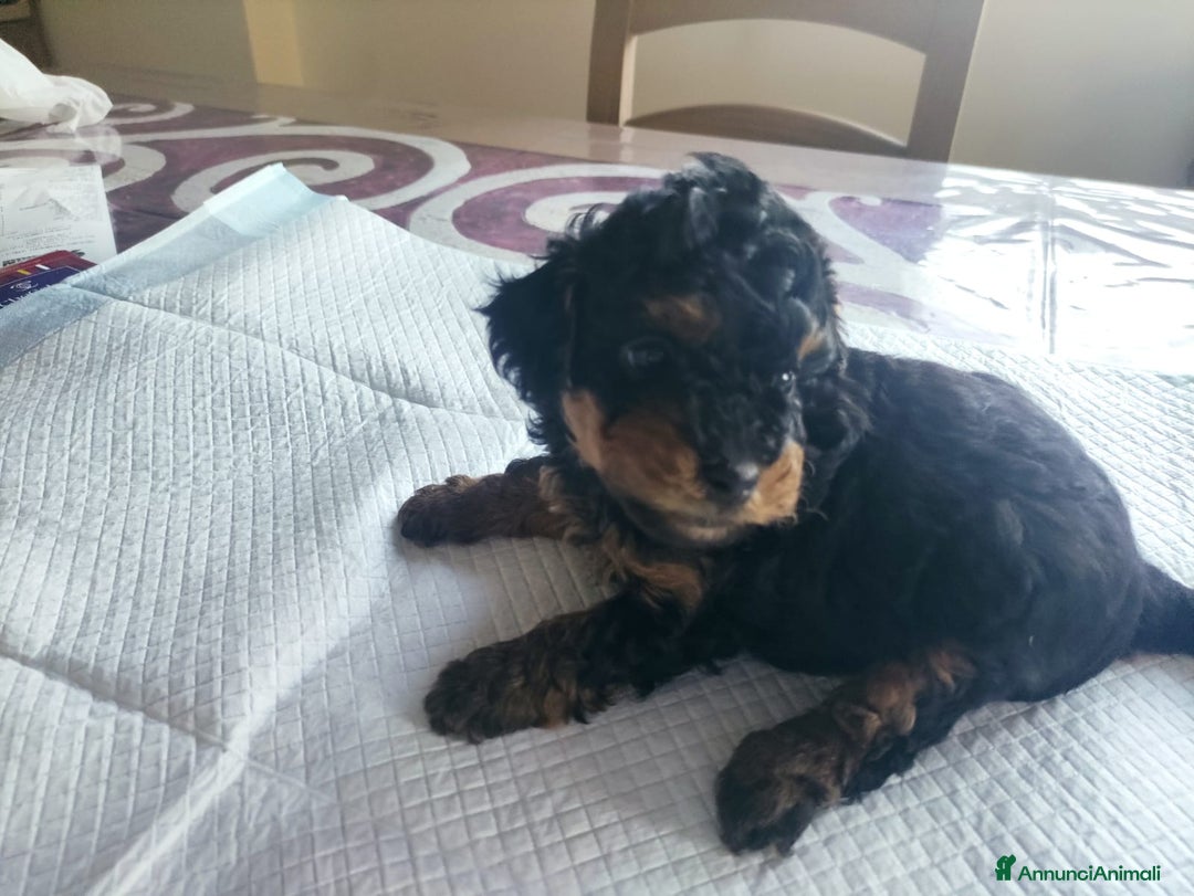 Barboncino Toy cani in vendita: Barboncino Toy Phantom  - Annuncio 10