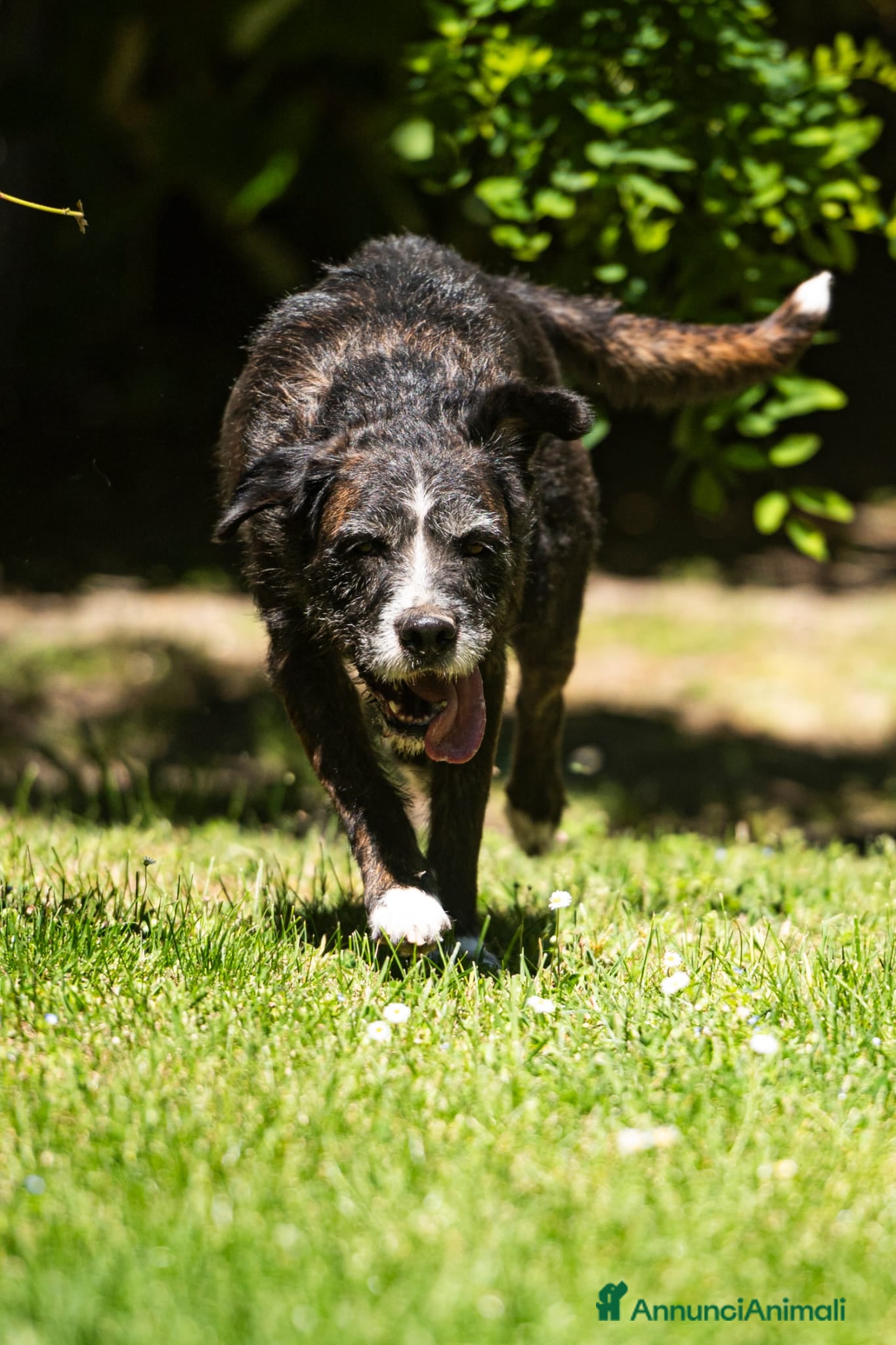 Meticcio cani in regalo: SASHA ENNESIMA RINUNCIA DI PROPRIETA', IN ADOZIONE - Annuncio 3