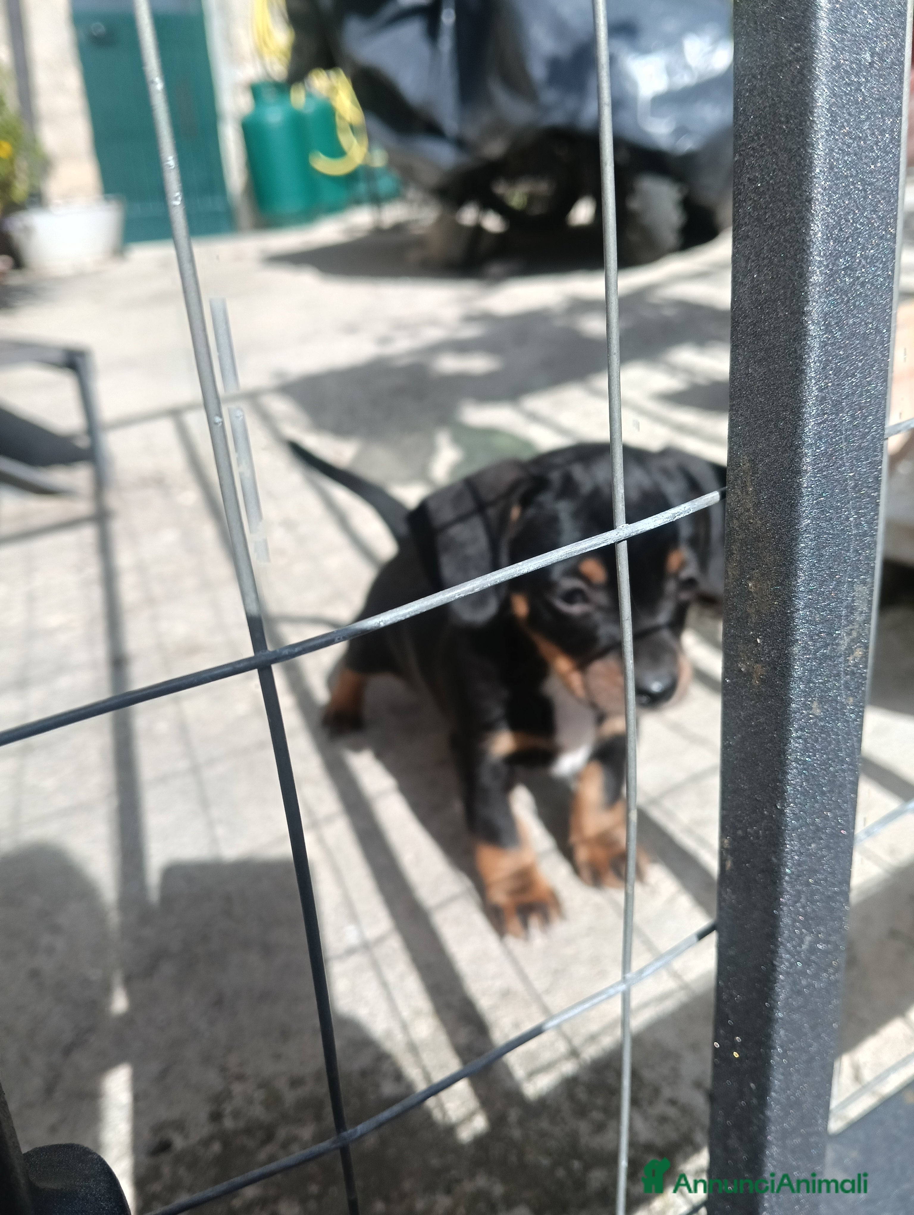 Bassotto cani Cuccioli pastori tedesco - Annuncio 1
