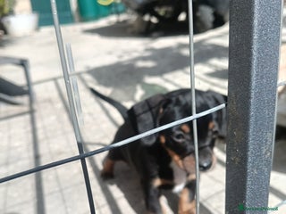 Bassotto cani Cuccioli pastori tedesco - Annuncio 1