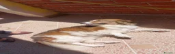 Meticcio cani in regalo: Lola, dolcezza disarmante a Città Metropolitana di Bologna - Annuncio 6